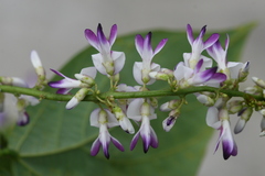 Pueraria tuberosa